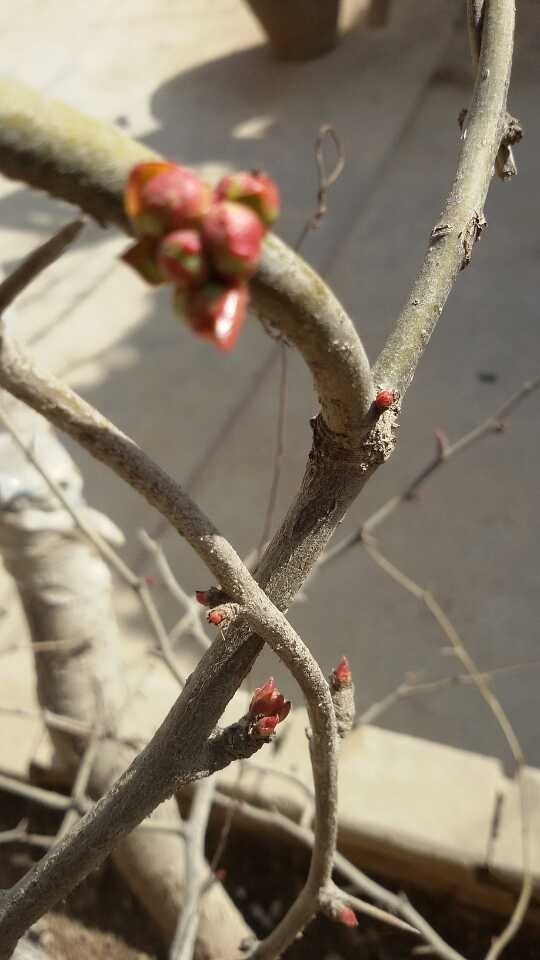 羊年春节民俗活动之七骑行拜访亲人亲戚---感悟