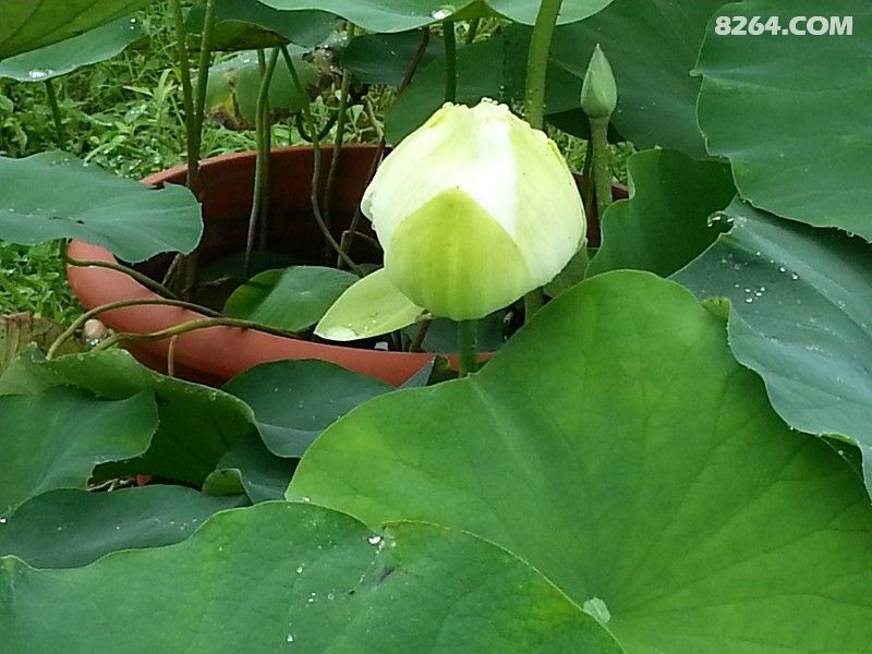 家乡处处风景美 - 辽宁 - 8264手机触屏版