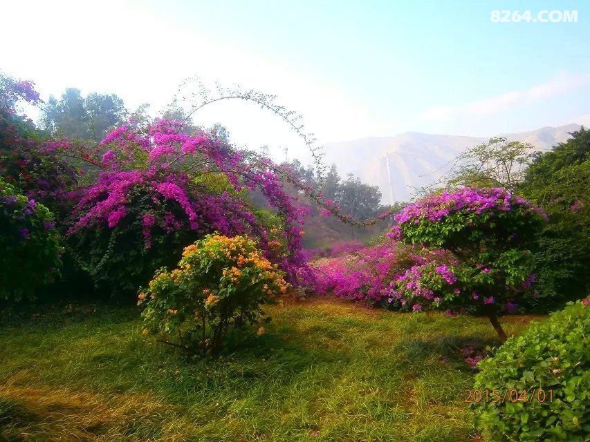 三角梅让攀枝花河门口公园五光十色 - 第1页 -