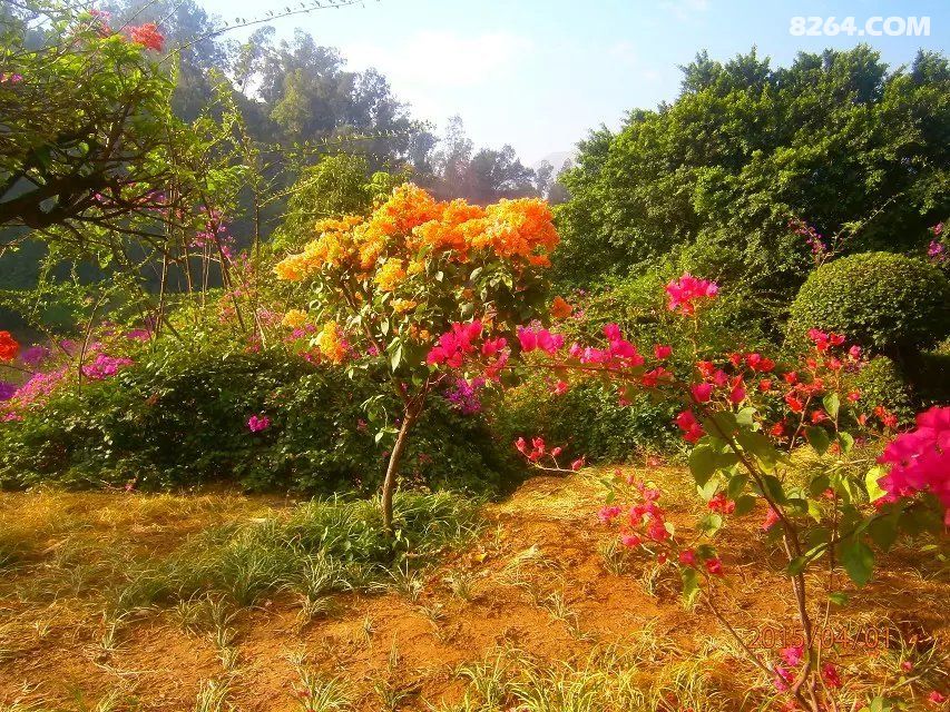 三角梅让攀枝花河门口公园五光十色 - 四川 - 8