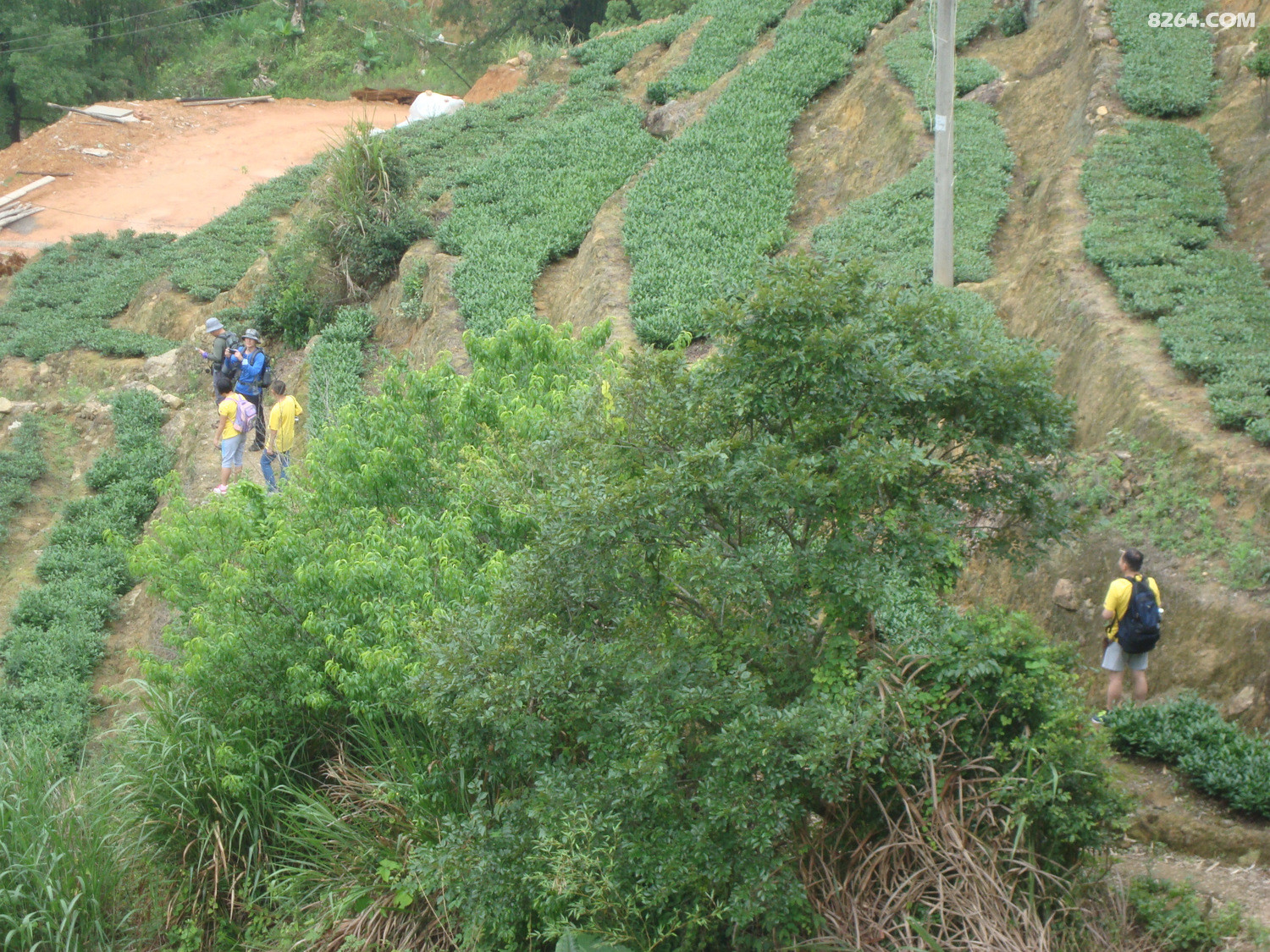 圆梦云中山,惊现妖花和<em>长黑头发</em>白头发的枯木