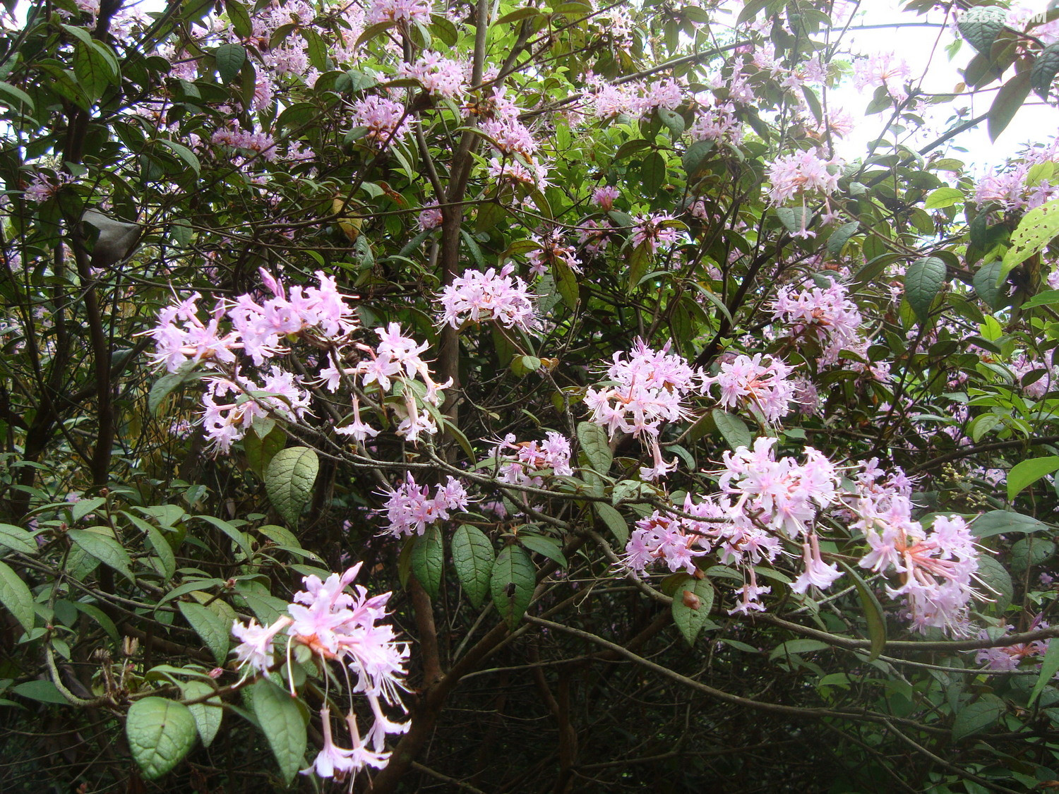 圆梦云中山,惊现妖花和<em>长黑头发</em>白头发的枯木