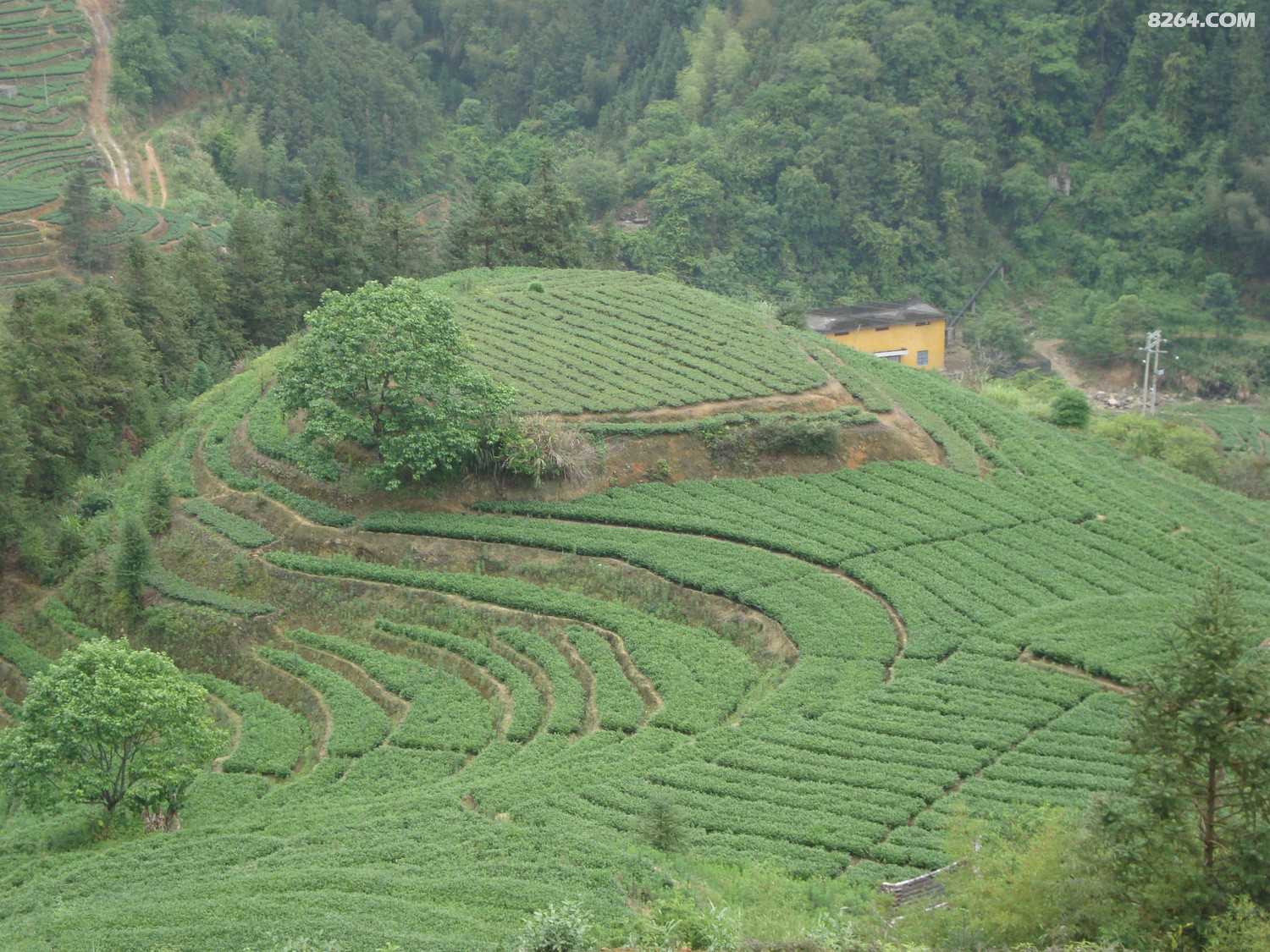 圆梦云中山,惊现妖花和<em>长黑头发</em>白头发的枯木