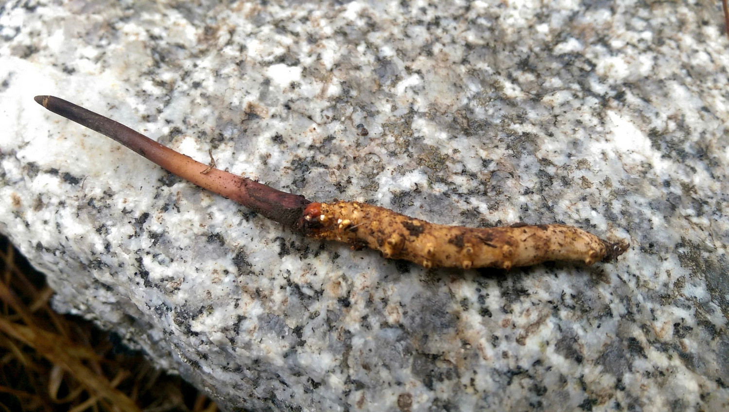 甲尔猛措(雪山、红酒、虫草,一个待完结的梦)-