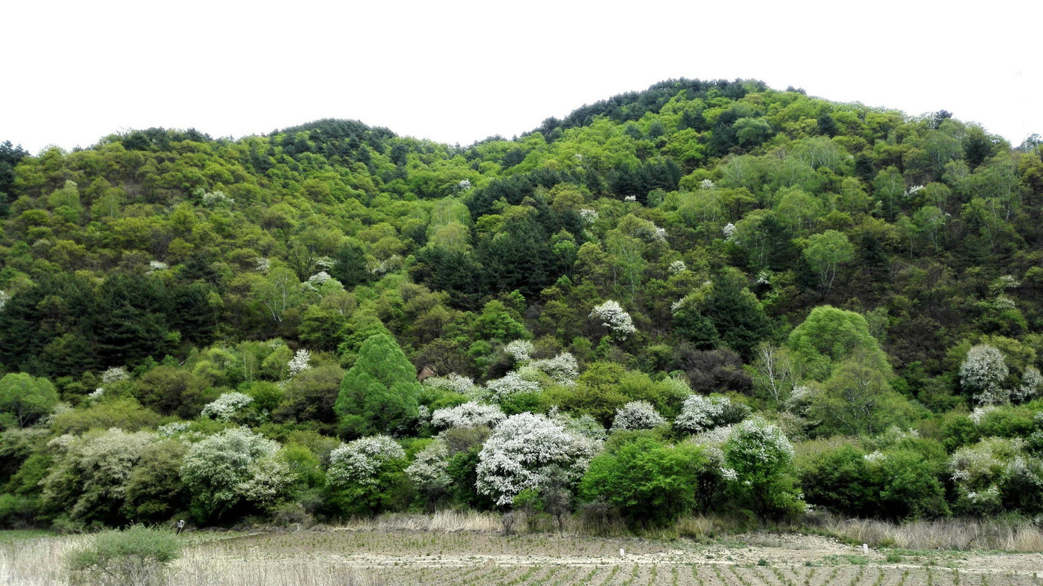 层峦叠翠,郁郁葱葱的绿色海洋之中,走走停停,脚步迟缓,很想推着车子走