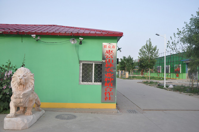 周未休闲,走进任丘惠富山林绿色农业种植合作