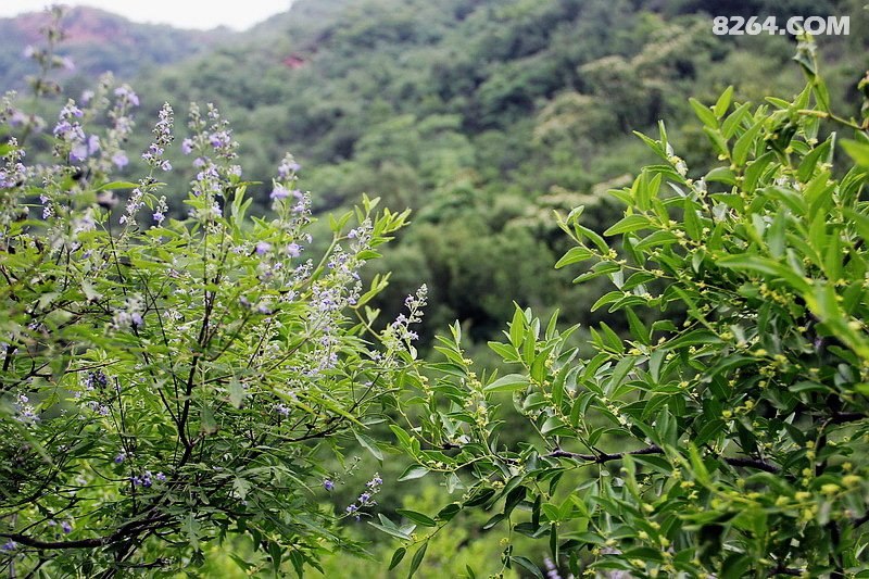穿荆条密林赏山花 钻水渠涵洞享清凉--自驾与大腕名驴厚朴穿林钻洞行