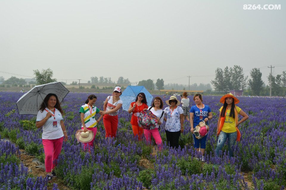 2015.6.28阳泉大红鹰户外俱乐部鹿泉熏衣草庄