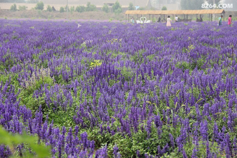 2015.6.28阳泉大红鹰户外俱乐部鹿泉熏衣草庄