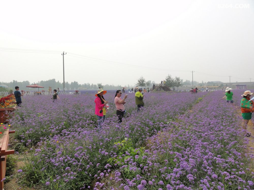 2015.6.28阳泉大红鹰户外俱乐部鹿泉熏衣草庄