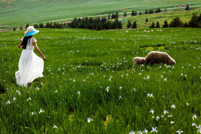 布尔智草原拍片体验行(绿萝绿了)