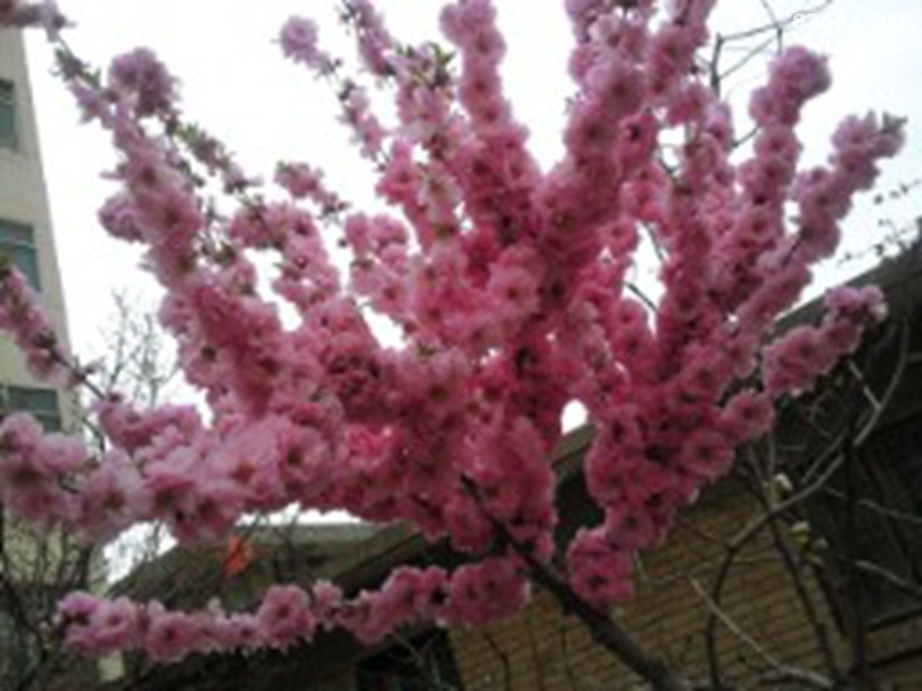 鲜花朵朵献给六盘山铁骑队员们 - 户外资料网