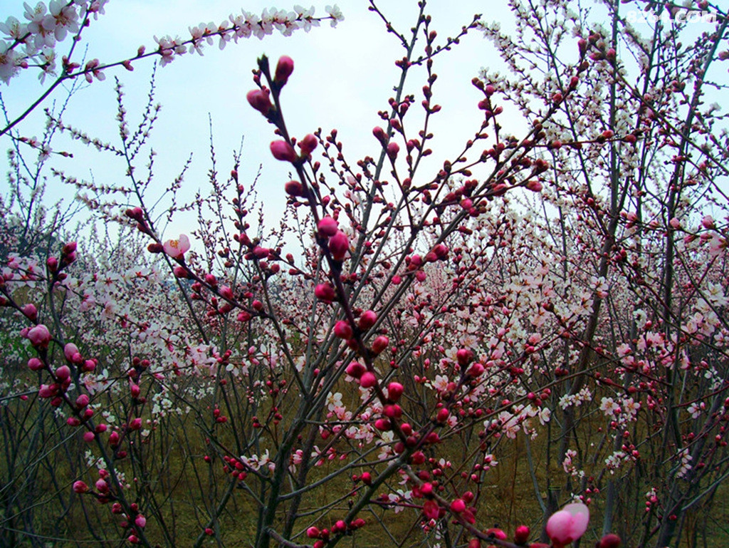 鲜花朵朵献给六盘山铁骑队员们 - 户外资料网