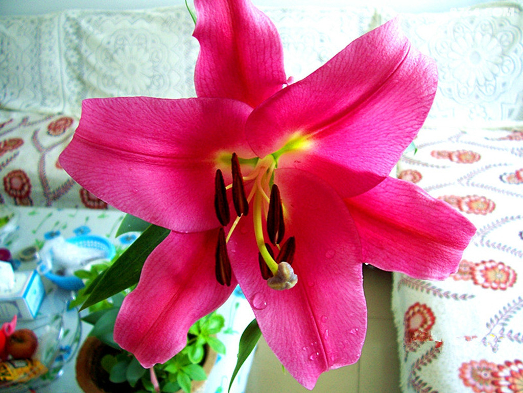 鲜花朵朵献给六盘山铁骑队员们 - 户外资料网