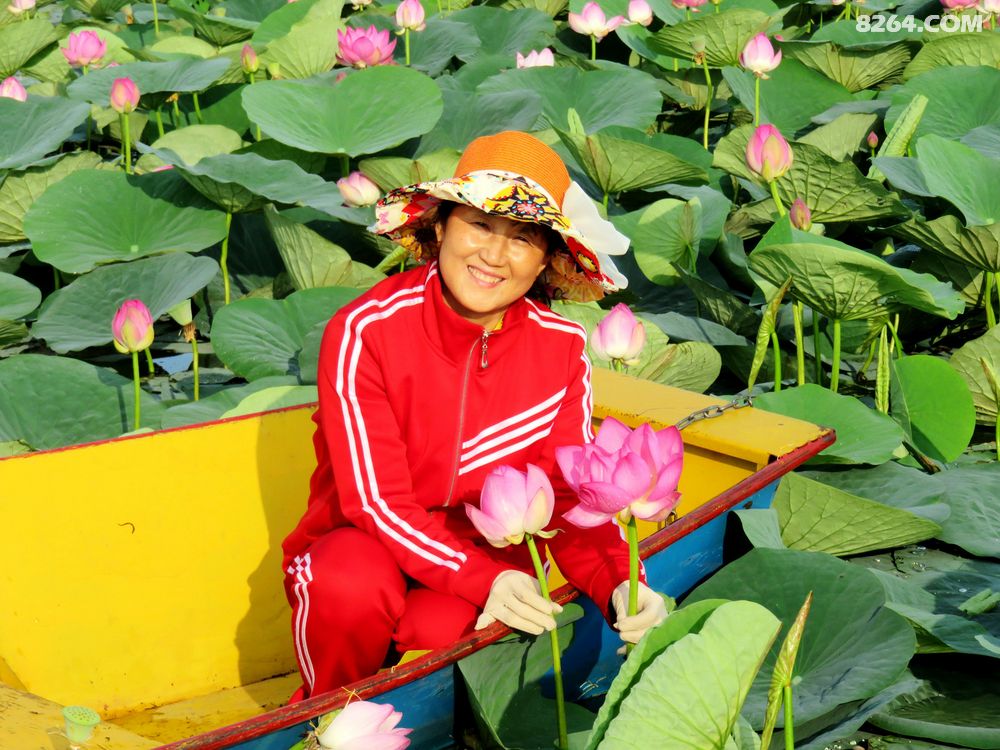 塞外边疆赏北荷