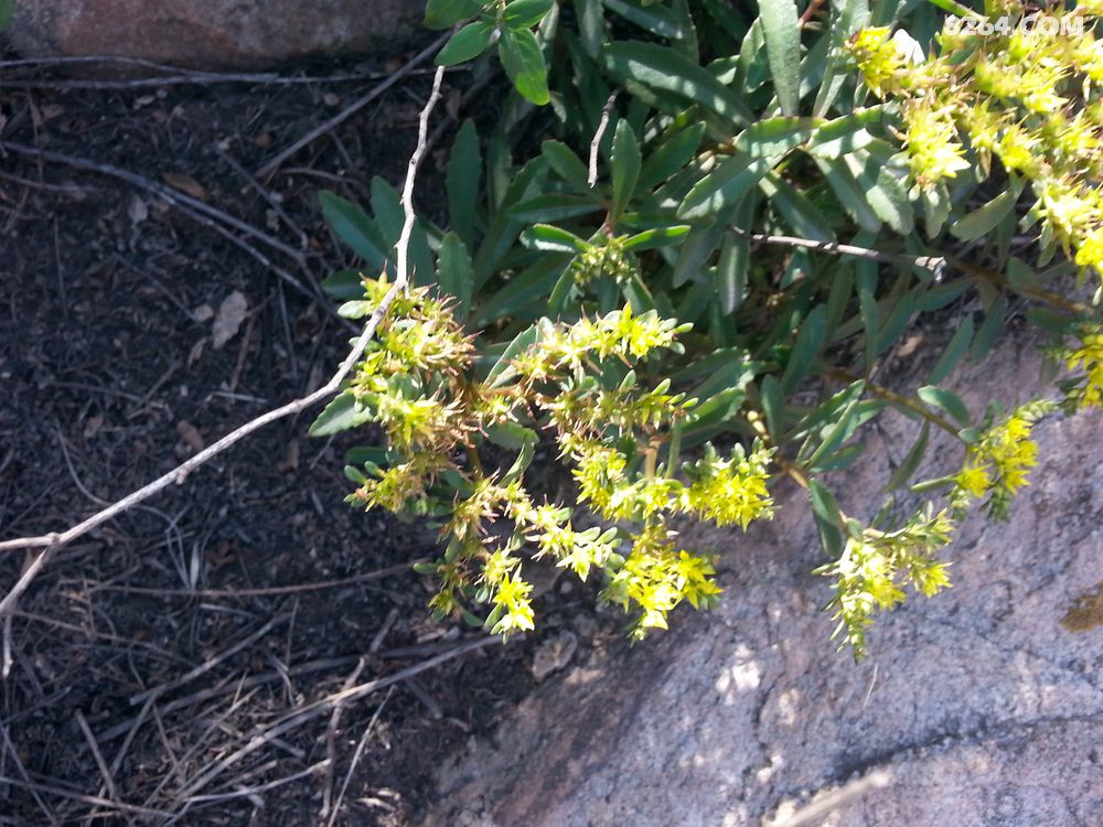 烈日当空照 秋花分外娇--从南寨穿越到封龙山游