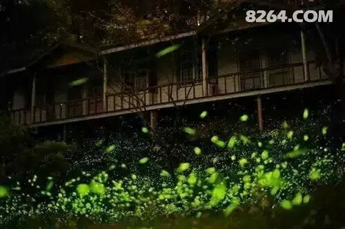 满山流光飞舞 天台山萤火虫好看惨了 - 第1页 -