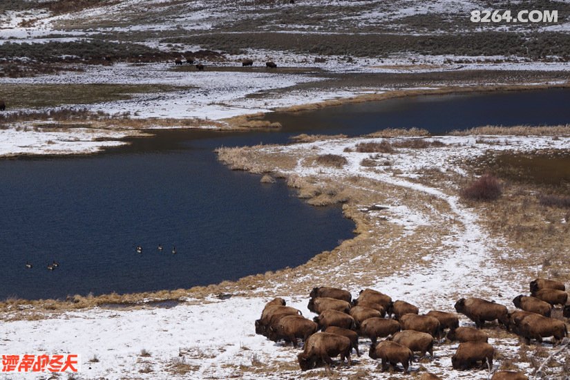 徒步冰雪火的美国黄石,走过春末夏初的美景,狼