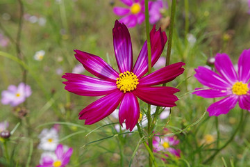 15-09-16江西信丰十里花海