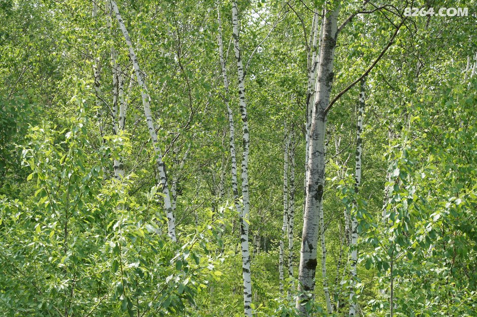 15年夏 经苏鲁辽吉 骑行中俄朝三国交界边境 联