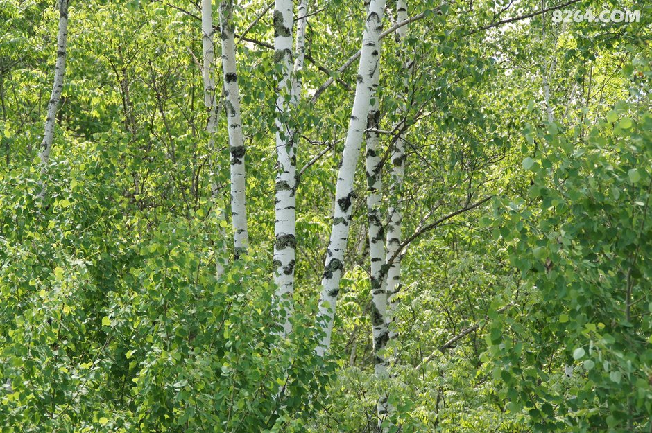 15年夏 经苏鲁辽吉 骑行中俄朝三国交界边境 联