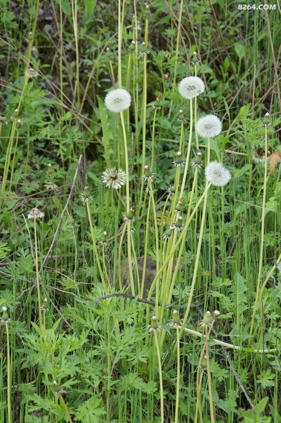 15年夏 经苏鲁辽吉 骑行中俄朝三国交界边境 联