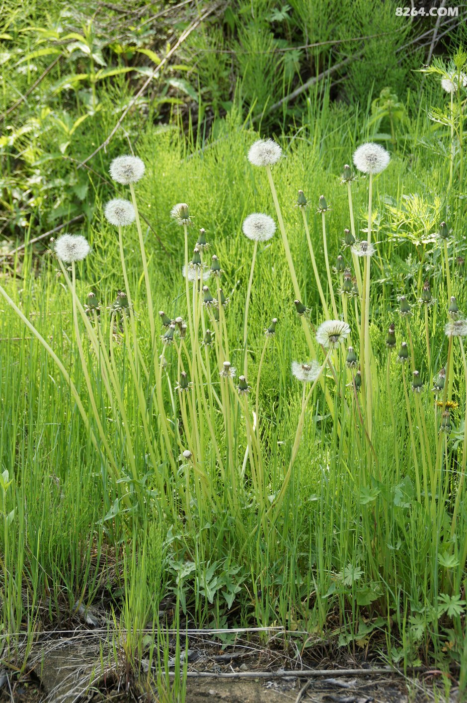 15年夏 经苏鲁辽吉 骑行中俄朝三国交界边境 联
