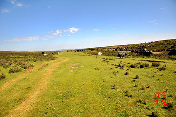 《祁连山下山丹军马场风光》 - gy异域风光的相