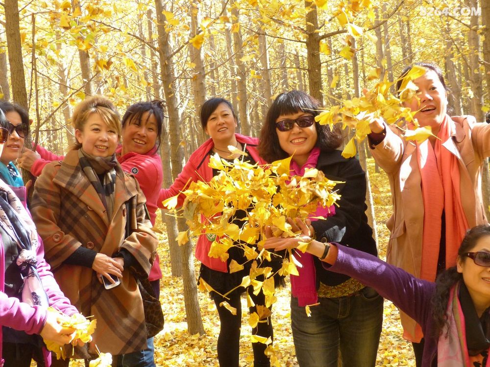 燕子户外54人丹东四景区赏银杏树 - 第1页 - 辽