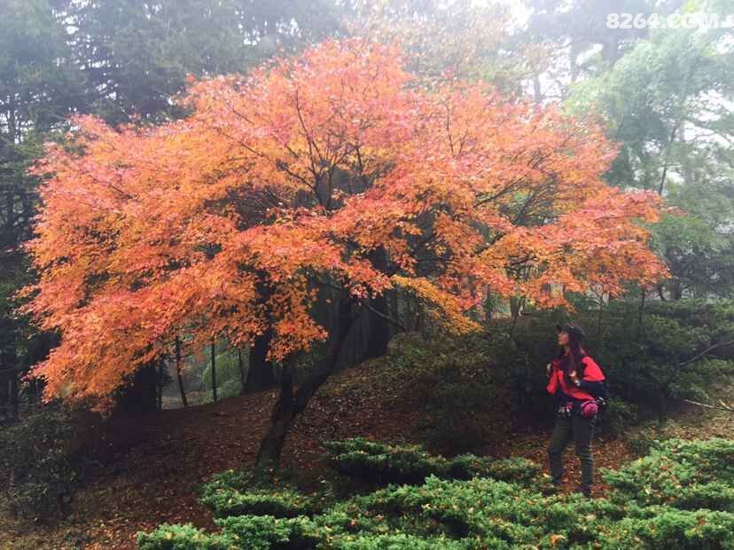 连云港九夷部落 108人穿越海上云台山--枫树湾