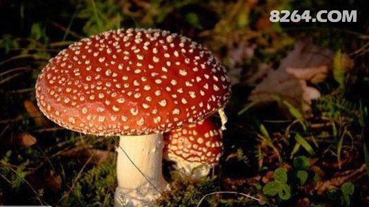 110241a75jgss4gyaaaeay.jpg!t3w825h0