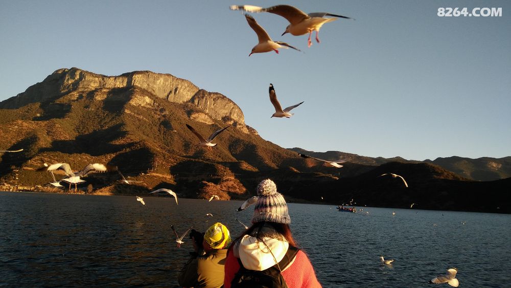 里格半岛日出与红嘴鸥的邂逅 - 四川 - 8264手机