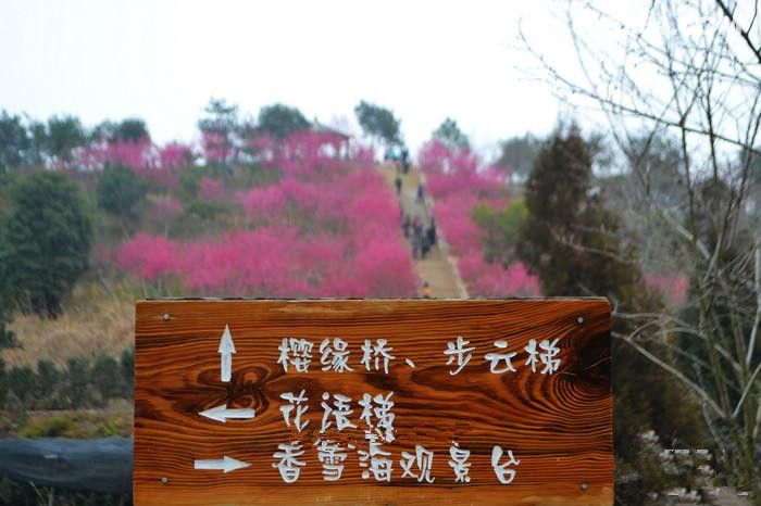 背包驴友户外-2月28日漳平永福台缘山庄赏樱花