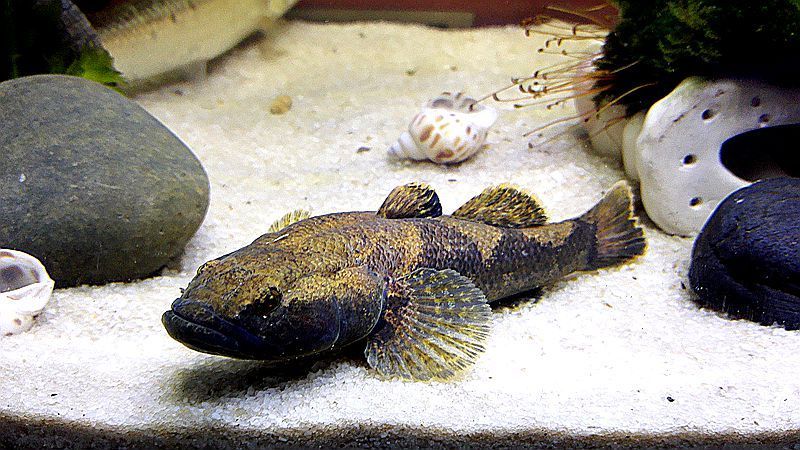 钓鱼之余用虾笼捉了一些原生鱼，很美很耐看 - 文章阅读版 - 户外资料网8264.com