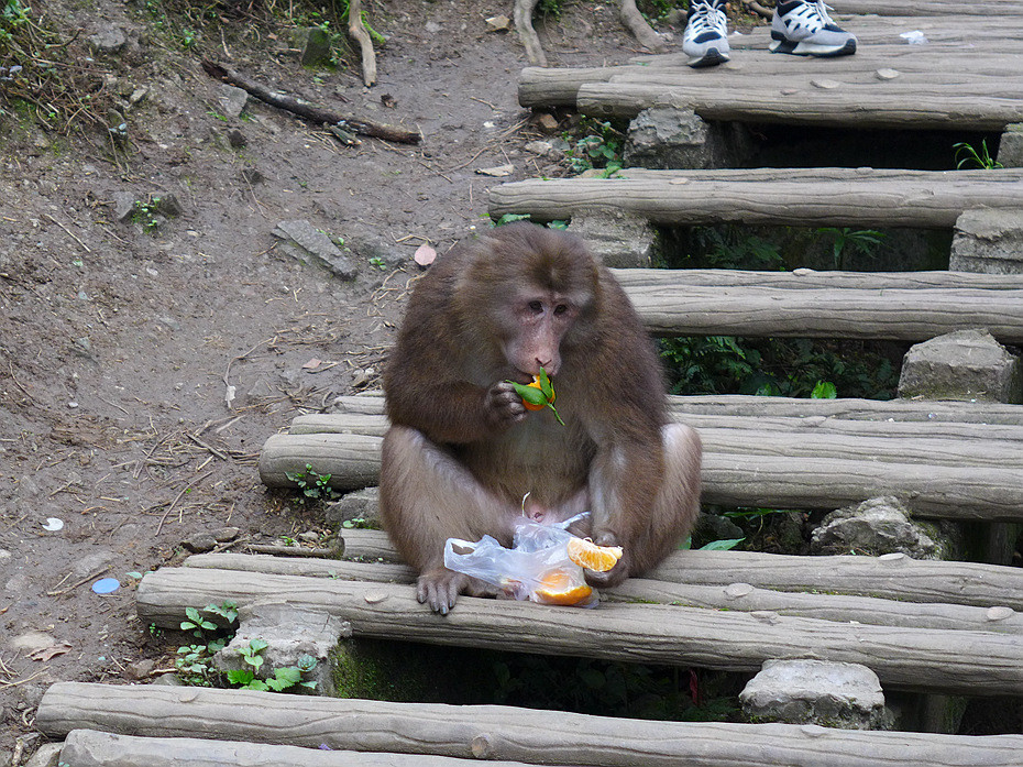 背着宝宝去旅行--峨眉山 - 中国|四川|峨眉山游记