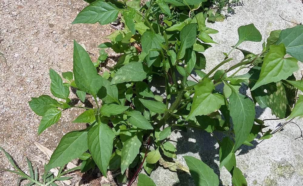 一点红的功效图片 16141657151g5gio2khgjg.jpg!t1w1500h1500