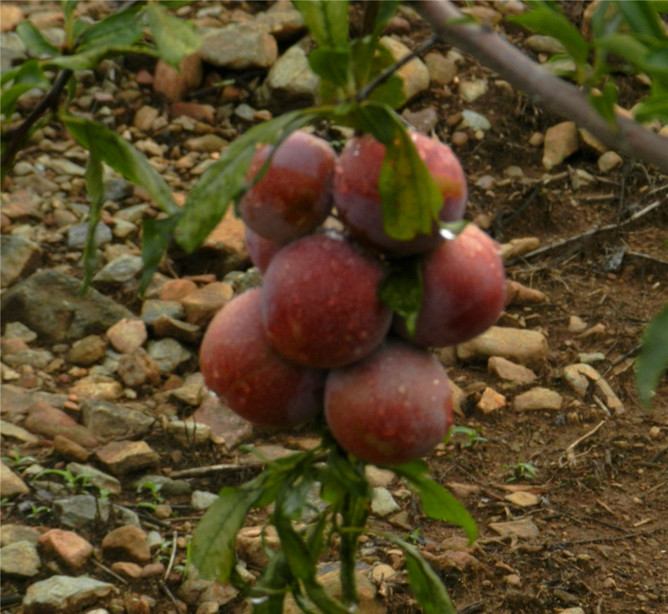 新九草原猛粮坝密林穿越