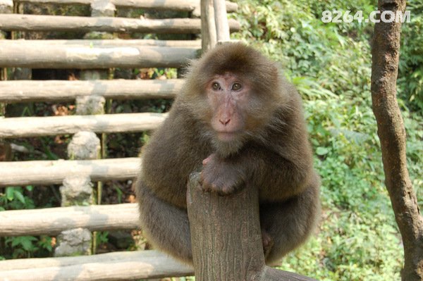 猴的表情什么意思 201522m5bpmbbbbs55nbl5.jpg!t3w825h0