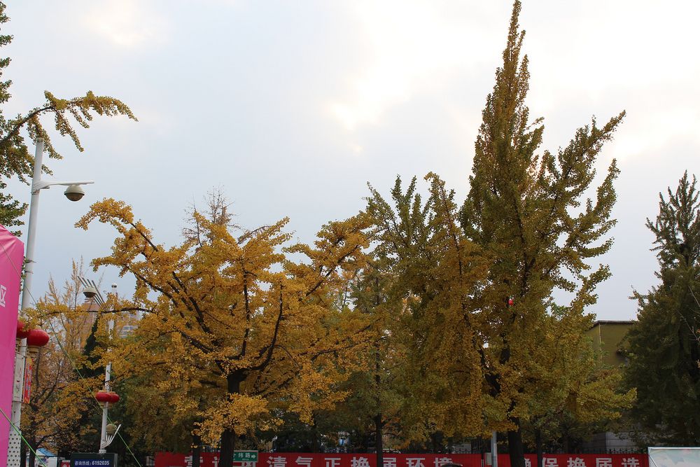 中国最美10.30中国四大-银杏景观大道-丹东金