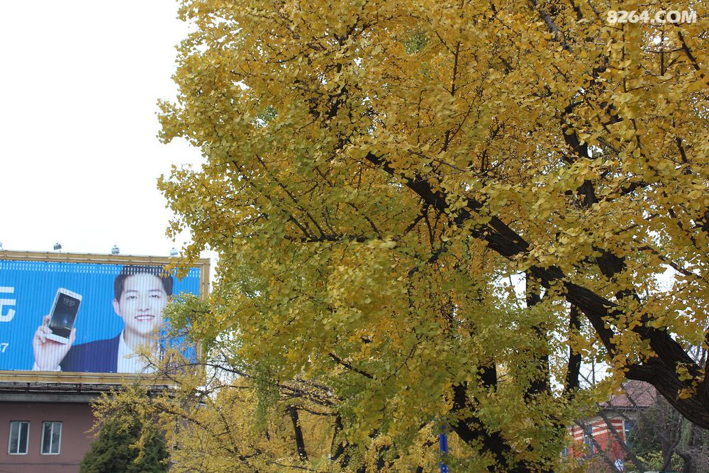 中国最美10.30中国四大-银杏景观大道-丹东金