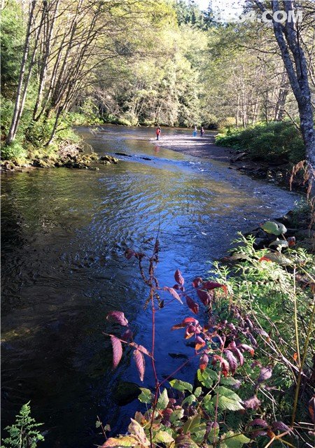 鲑鱼洄游 --- 用悲壮诠释着生命的意义 (完)