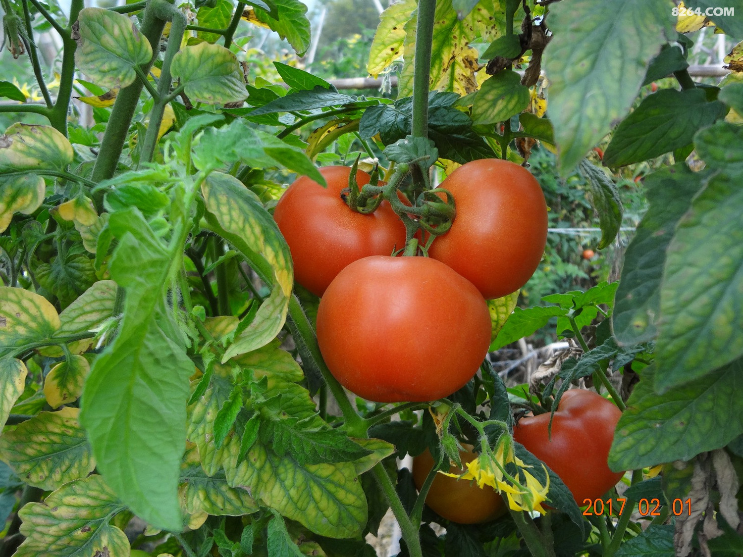 2017年正月初三至初七广西行之柳州鹿寨响水