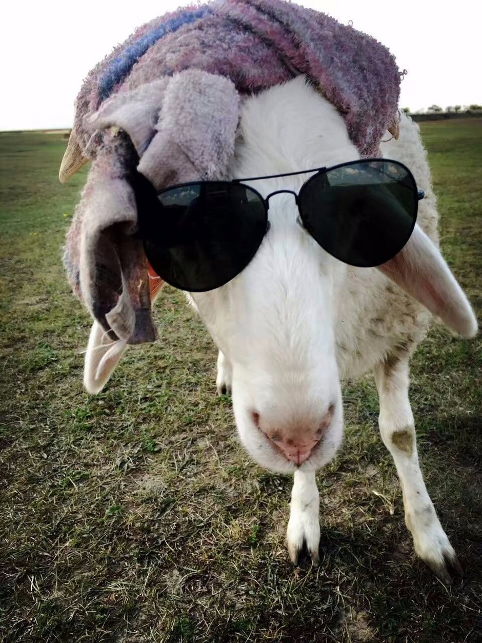 呼伦贝尔骑马穿越草原30公里+露营+马头琴+呼