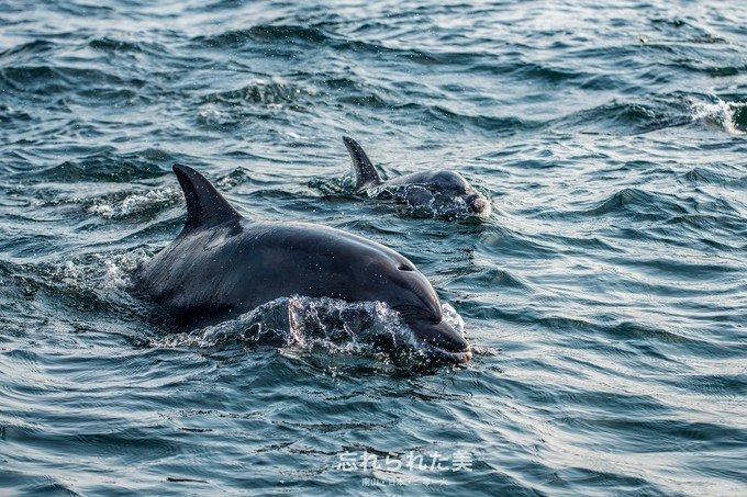 向远眺望,一步千年--记日本九州四国之行 - 日本