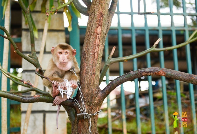 徐姑娘·南越 || 任何为人称道的美丽,不及我第
