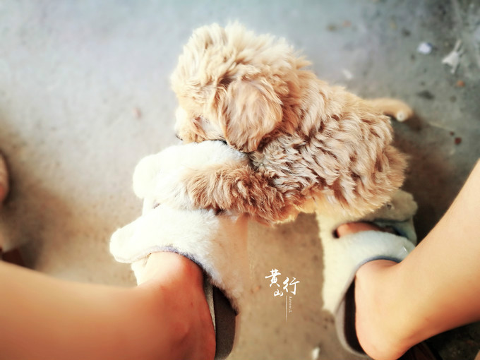 红毛之无梦到徽州篇(黄山+西递+宏村) - 中国|安