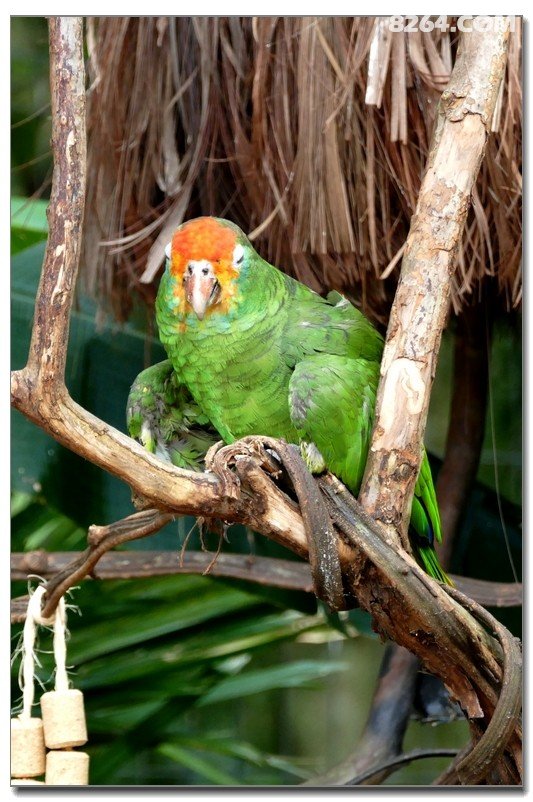 2017 一群退休人的76天南美行(连载)