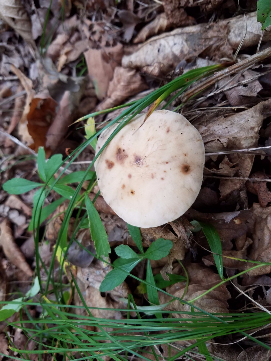 0437076g8whtnwsurcsblt.jpg!t1w1500h1500