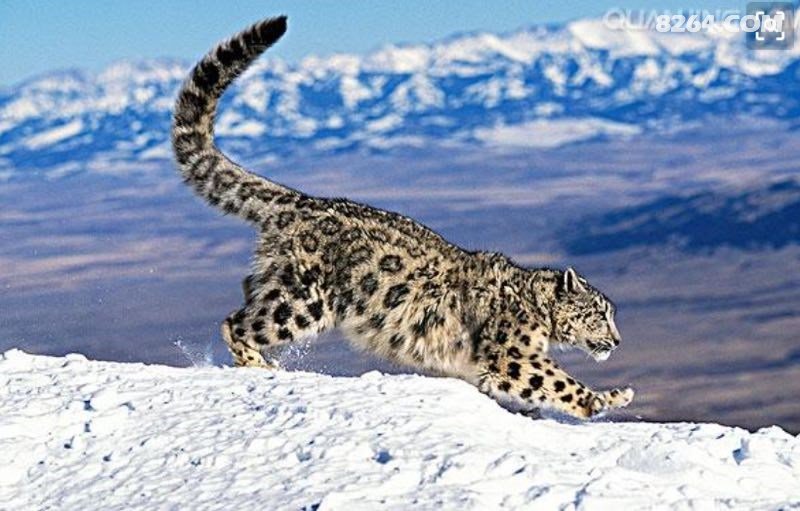 棕熊简谱_棕熊图片卡通(3)