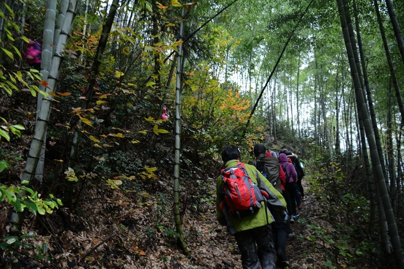 徒步枫树坞~金岭古道! - 文章阅读版 - 户外资料